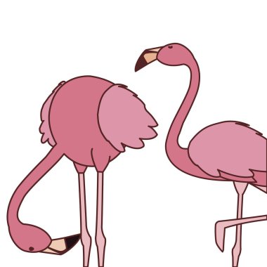 farklı pozlar ile egzotik pembe flaman çift kuşlar