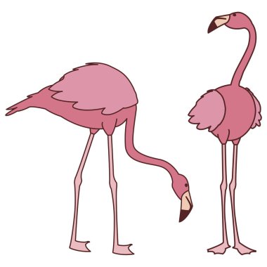 farklı pozlar ile egzotik pembe flaman çift kuşlar