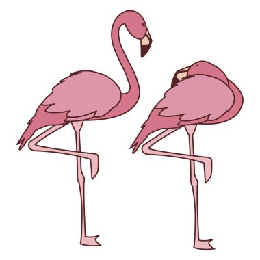 farklı pozlar ile egzotik pembe flaman çift kuşlar