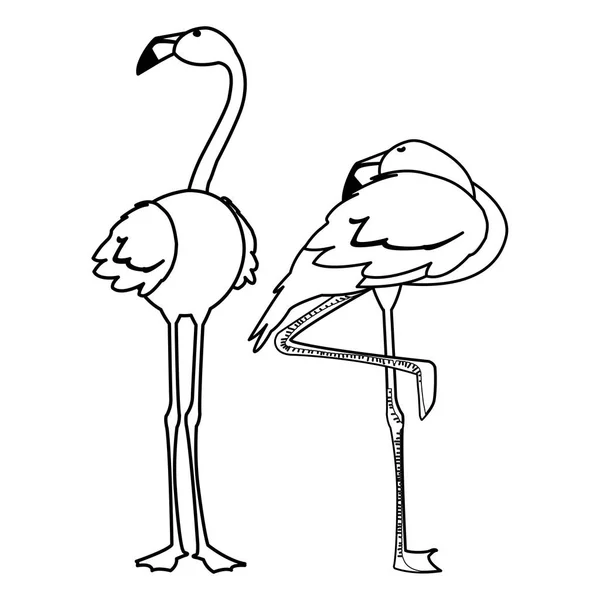 Exotiska flamländska par fåglar med olika poser — Stock vektor