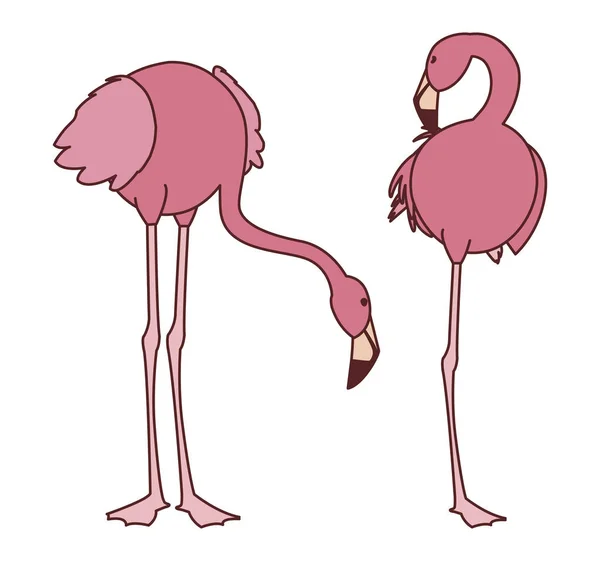 exotic pink flemish couple birds with different poses