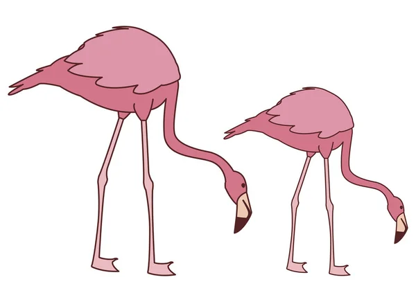 頭を下に持つエキゾチックなピンクのフランドルカップルの鳥 — ストックベクタ