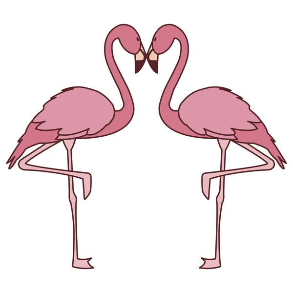exotic pink flemish couple birds with romantic pose