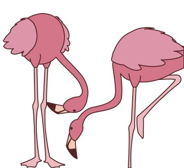 başları aşağı egzotik pembe flaman çift kuşlar