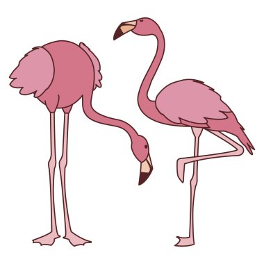 farklı pozlar ile egzotik pembe flaman çift kuşlar