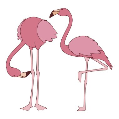 farklı pozlar ile egzotik pembe flaman çift kuşlar