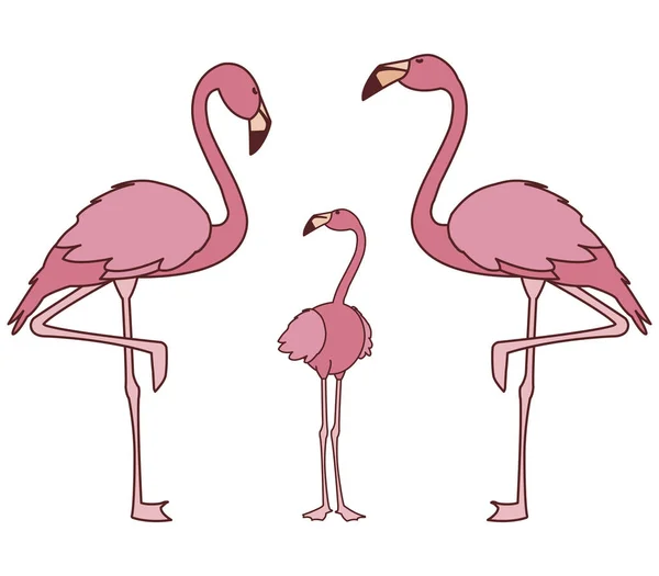 Exotiska rosa flamländska familjen fåglar — Stock vektor