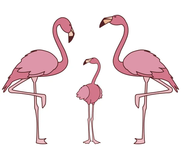 Aves familiares flamencas rosadas exóticas — Vector de stock