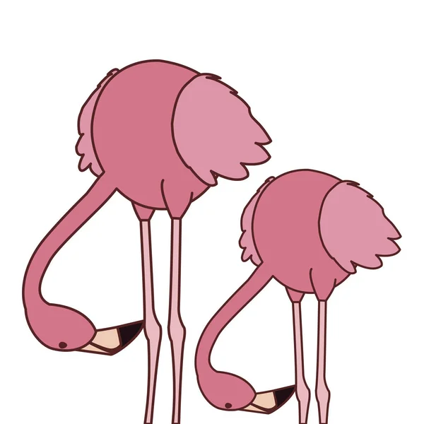 exotic pink flemish couple birds with heads down