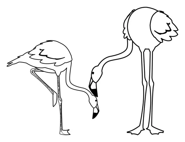 Exótico flamengo casal pássaros com poses diferentes —  Vetores de Stock