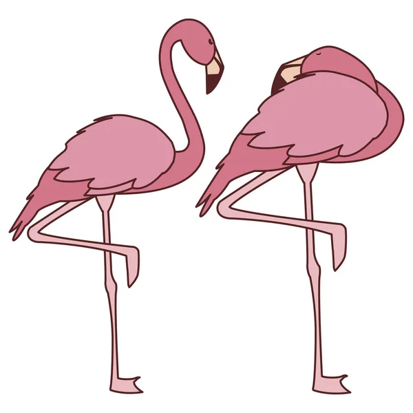 Exotische roze Vlaamse paar vogels met verschillende poses — Stockvector