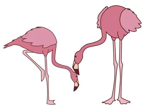 Exotische rosafarbene flämische Vögel mit gesenkten Köpfen — Stockvektor