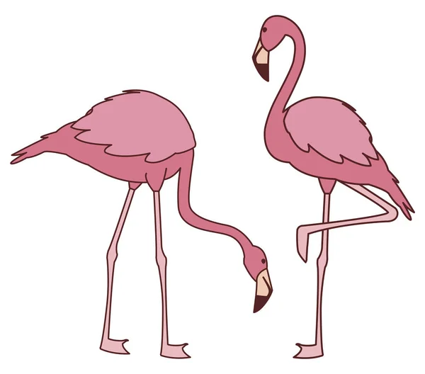 Экзотические розовые фламандские птицы с различными позами — стоковый вектор