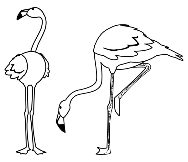 Farklı pozlar ile egzotik flaman çift kuşlar — Stok Vektör