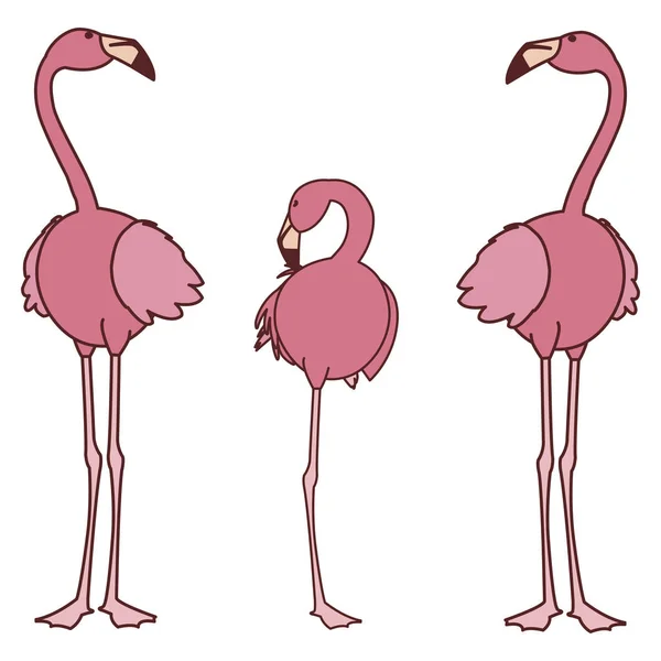 Aves exóticas da família flamenga rosa — Vetor de Stock