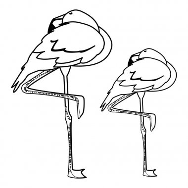 egzotik flaman çift kuşlar uyku