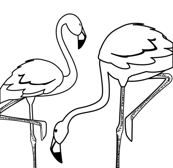 Экзотические фламандские птицы с различными позами — стоковый вектор