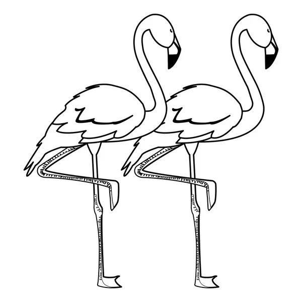 頭を上げてエキゾチックなフランドルカップルの鳥 — ストックベクタ