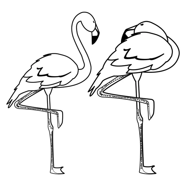 Exótico flamengo casal pássaros com poses diferentes —  Vetores de Stock