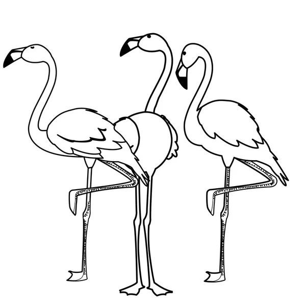 Aves do grupo flamengo exótico com poses diferentes —  Vetores de Stock