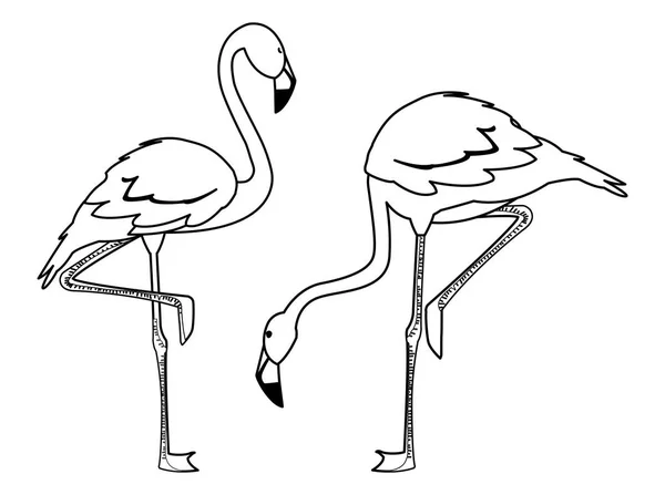 异国情调的佛兰芒夫妇鸟与不同的姿势 — 图库矢量图片