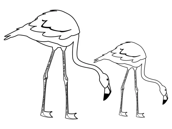 Exotisches flämisches Vogelpaar mit gesenktem Kopf — Stockvektor