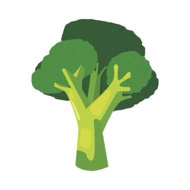 brokoli taze sebze simgesi vektör ilustrate
