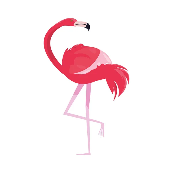 Rosa Flamingo fågel exotiska vektor illustratio — Stock vektor