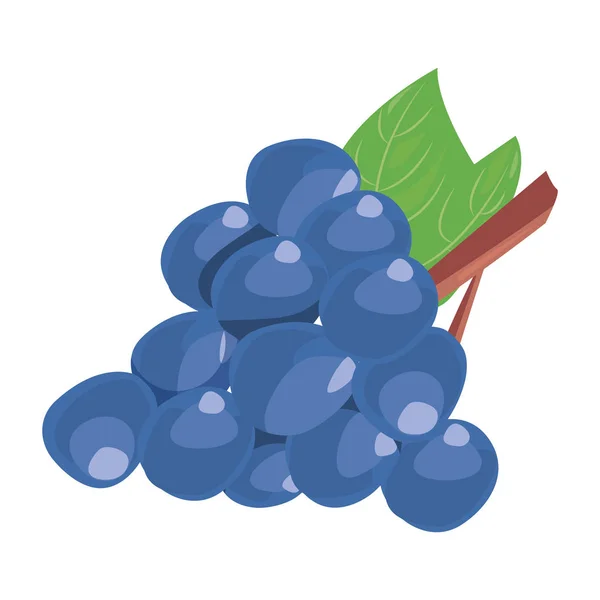 Grapes fresh delicious fruit nutrition — Stock Vector