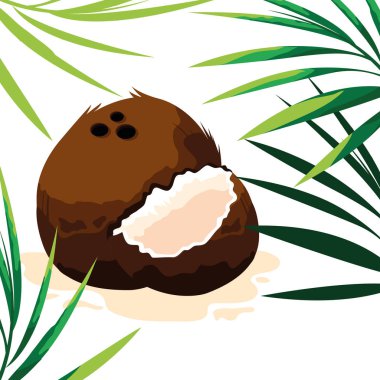 Taze Hindistan cevizi meyve tasarım vektör ıllustratio