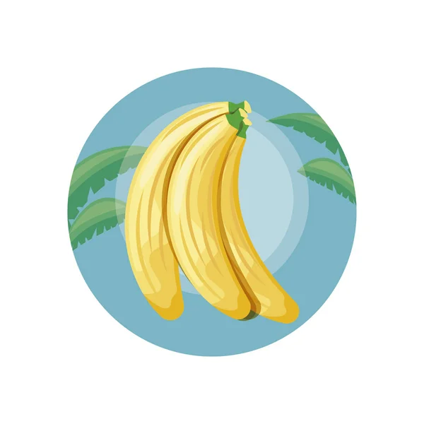 Bananas em armação circular com folhas tropicals — Vetor de Stock