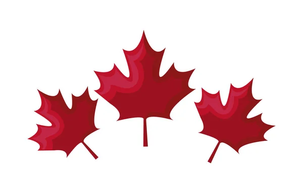 Набір листя кленової канади — стоковий вектор