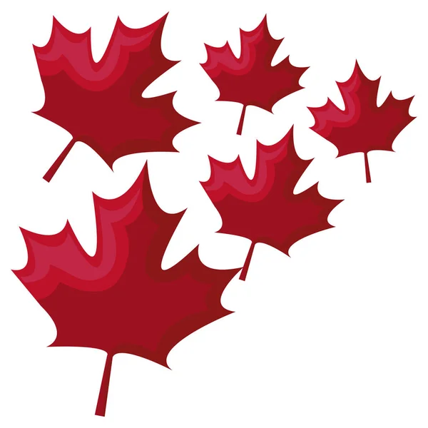 Σχήμα των φύλλων σφενδάμι Καναδά — Διανυσματικό Αρχείο