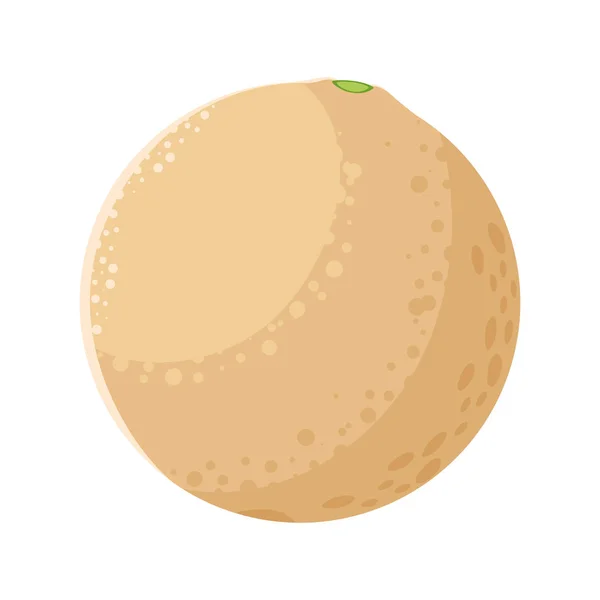 Melon fruits frais en fond blanc — Image vectorielle
