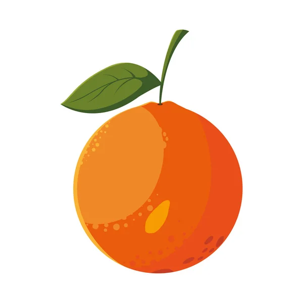 Naranja fruta fresca en fondo blanco — Vector de stock