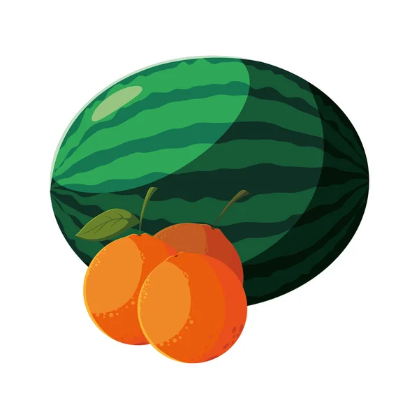 Frutas frescas sandía y naranja — Vector de stock