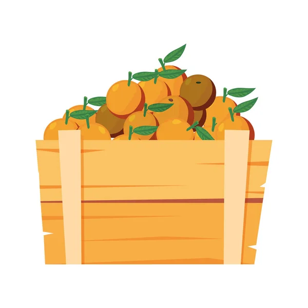 Fresh fruits in wooden basket oranges — Stock Vector