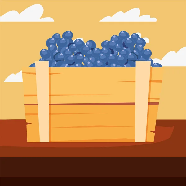 Cacho de uvas frutas frescas — Vetor de Stock