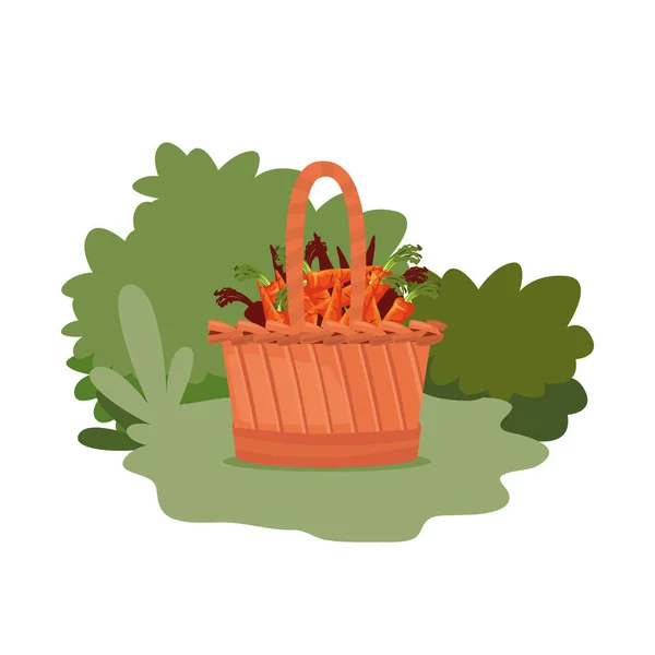 Cenouras vegetais frescas em cesta de vime —  Vetores de Stock