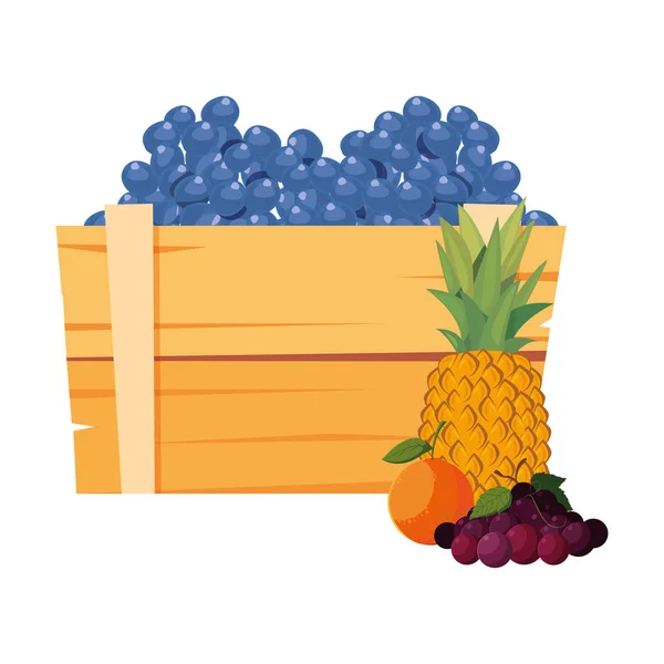 Pęczek winogron świeżych owoców — Wektor stockowy