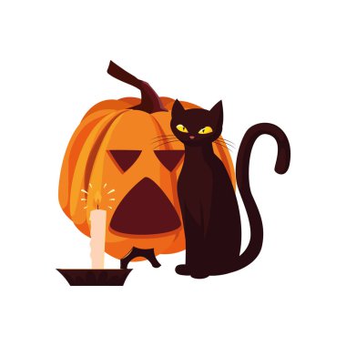 kabak kedi mutlu cadılar bayramı kutlaması