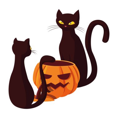 kabak kedi mutlu cadılar bayramı kutlaması