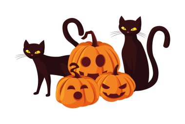 kabak kedi mutlu cadılar bayramı kutlaması