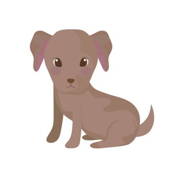 beyaz arka plan üzerinde sevimli kaniş köpek