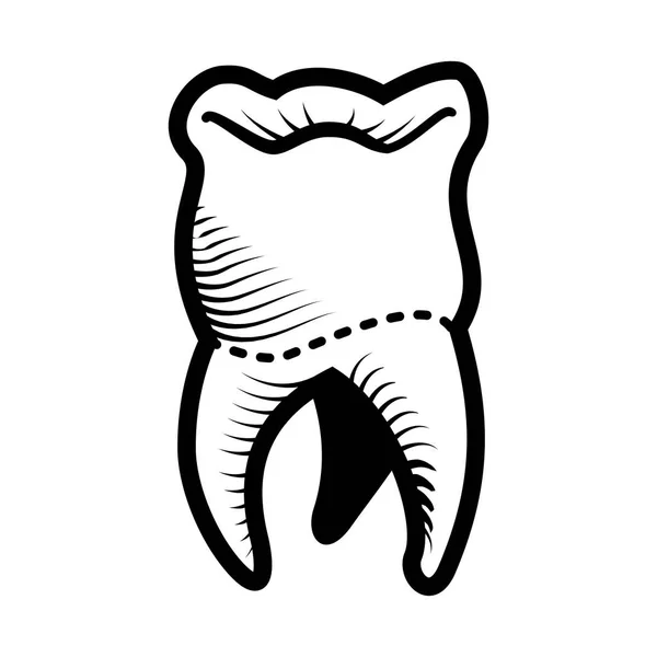 Векторная иллюстрация зуба человека — стоковый вектор