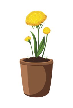 saksıda houseplant yama