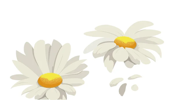 Lindas flores design vetor ilustração —  Vetores de Stock