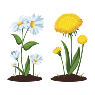 saksıda houseplant yama