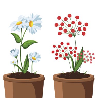 saksıda houseplant yama