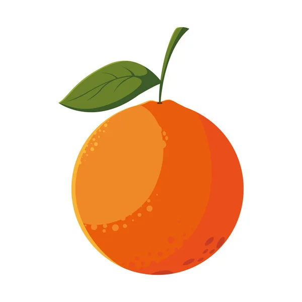 Diseño aislado de vectores de fruta naranja — Vector de stock
